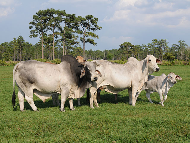 Thought eradicated for 30 years, screwworms have been found in deer in Florida. Cattle producers are urged to be vigilant as the situation develops. (DTN/Progressive Farmer photo by Becky Mills)